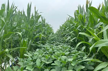 2024年大豆玉米帶狀復合種植田雜草防治技術(shù)指導意見
