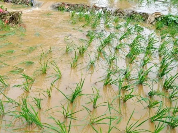 主要農作物大雨暴雨防災減災指南